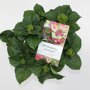 Hydrangea macrophylla 'Magical Amethyst'